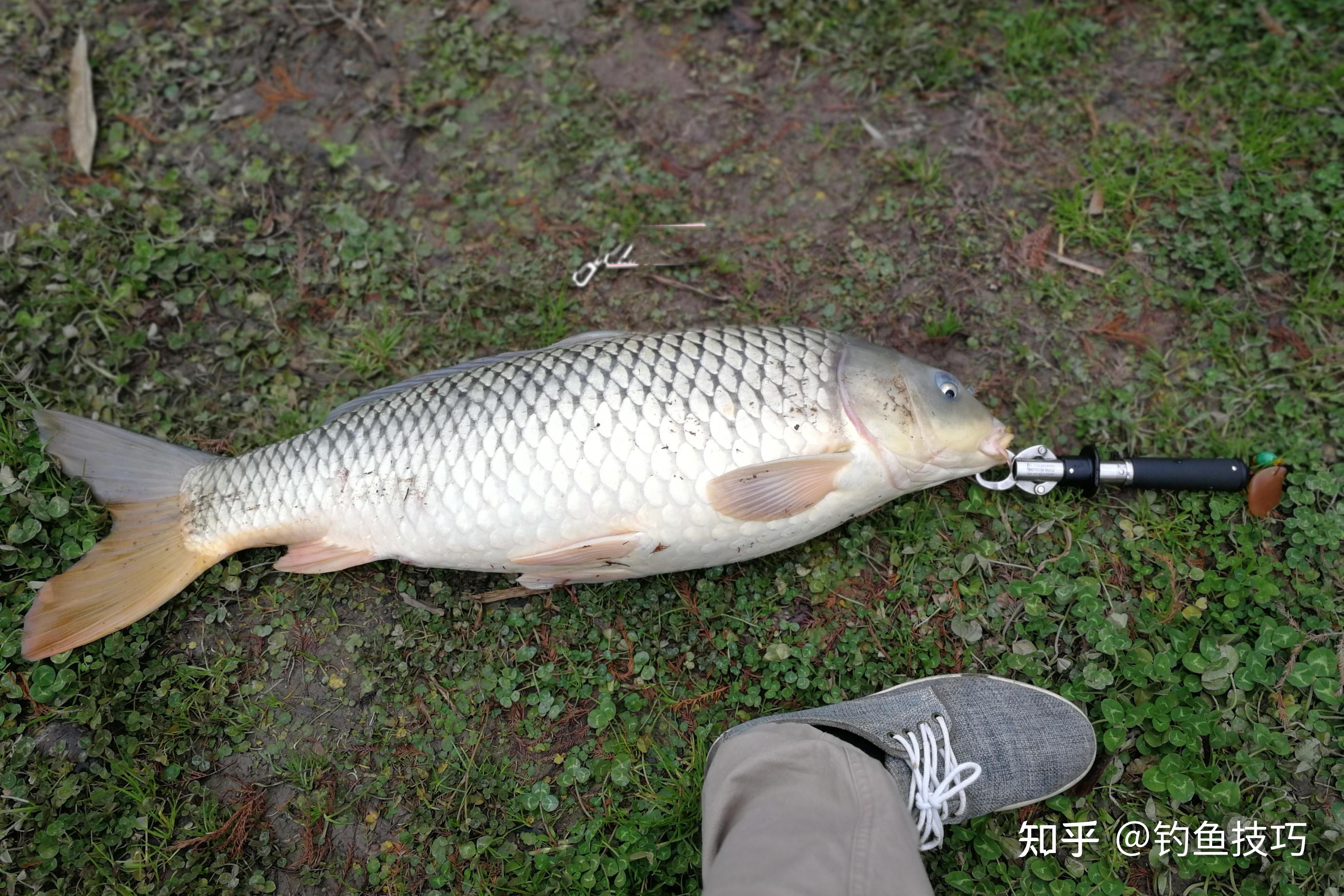 鯽魚和鯉魚咬鉤的漂相有什麼不同釣鯽魚和鯉魚時的看漂抓口技巧