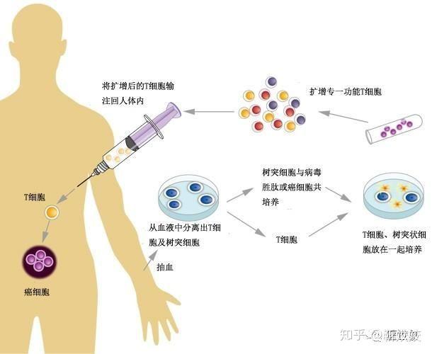 关于肿瘤免疫治疗很好的科普