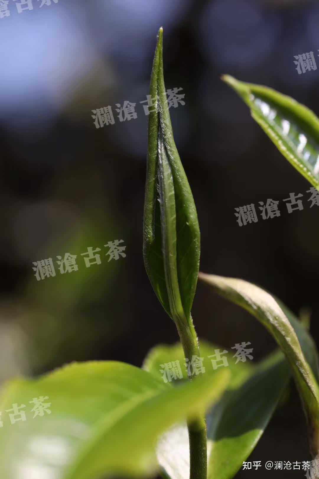 大漆树古树茶口感特点图片