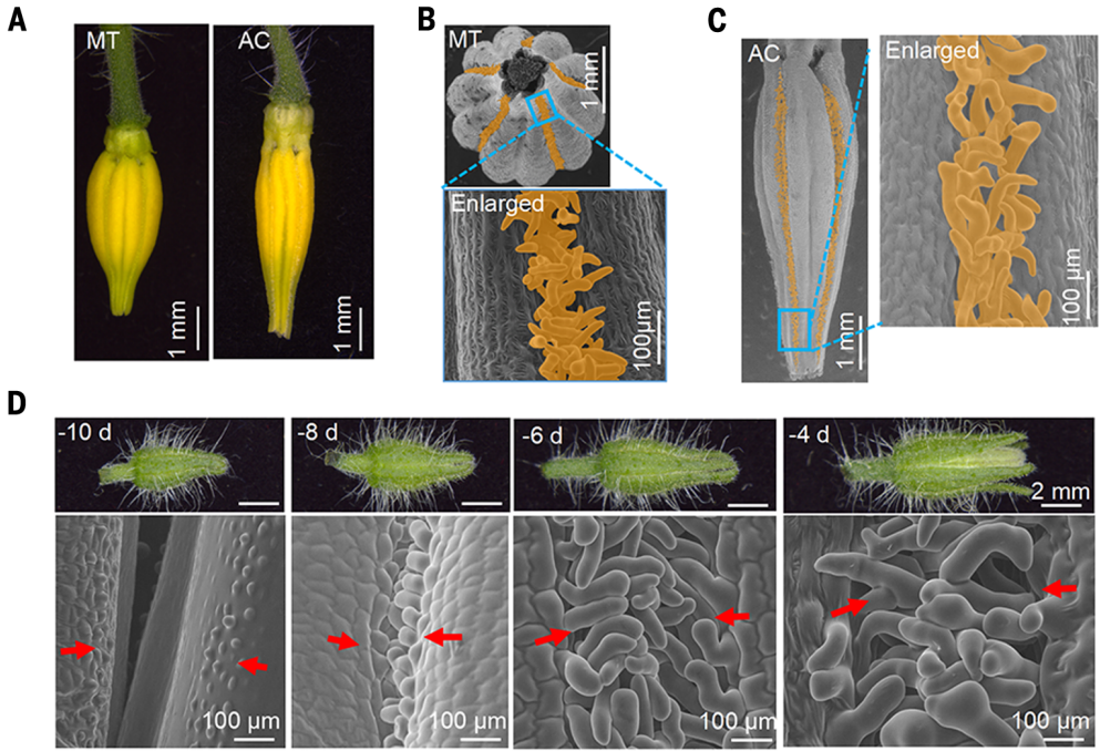 相互缠绕的毛状体形成花药球果的互锁结构(图源自science )hd-zipivv