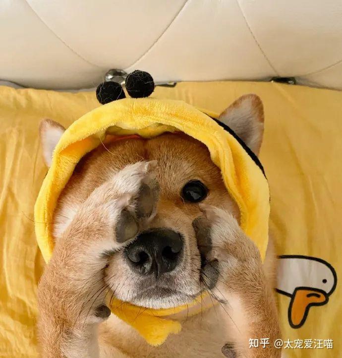 睡眠时出现抽搐 v2-0f742c2a984c98dccddcd1762ff7a940_r.jpg