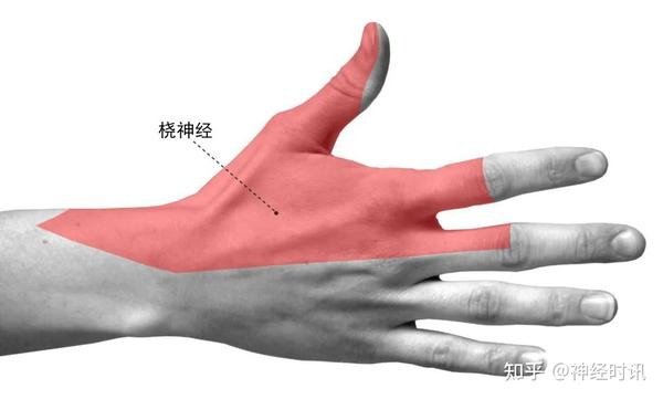 桡神经解剖及相关疾病 — 【经典干货】 - 知乎