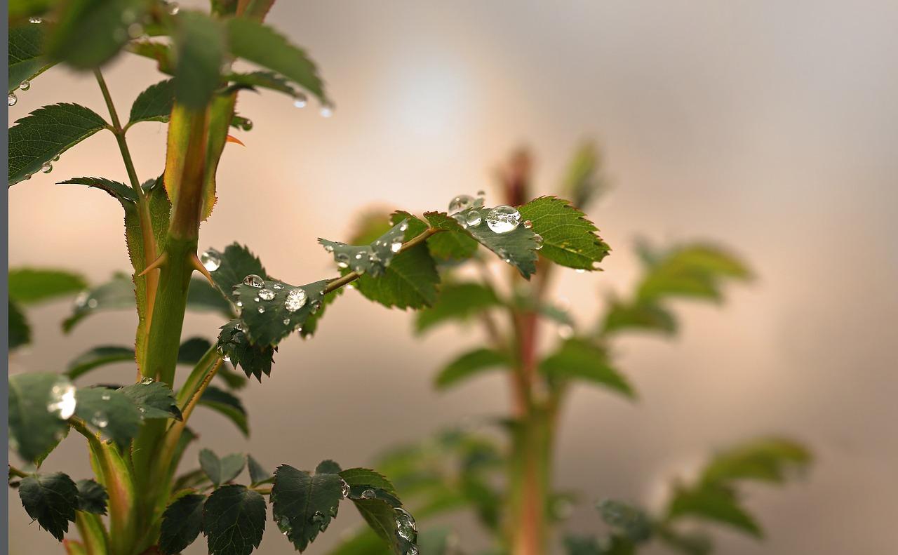 4. 施肥过量警示