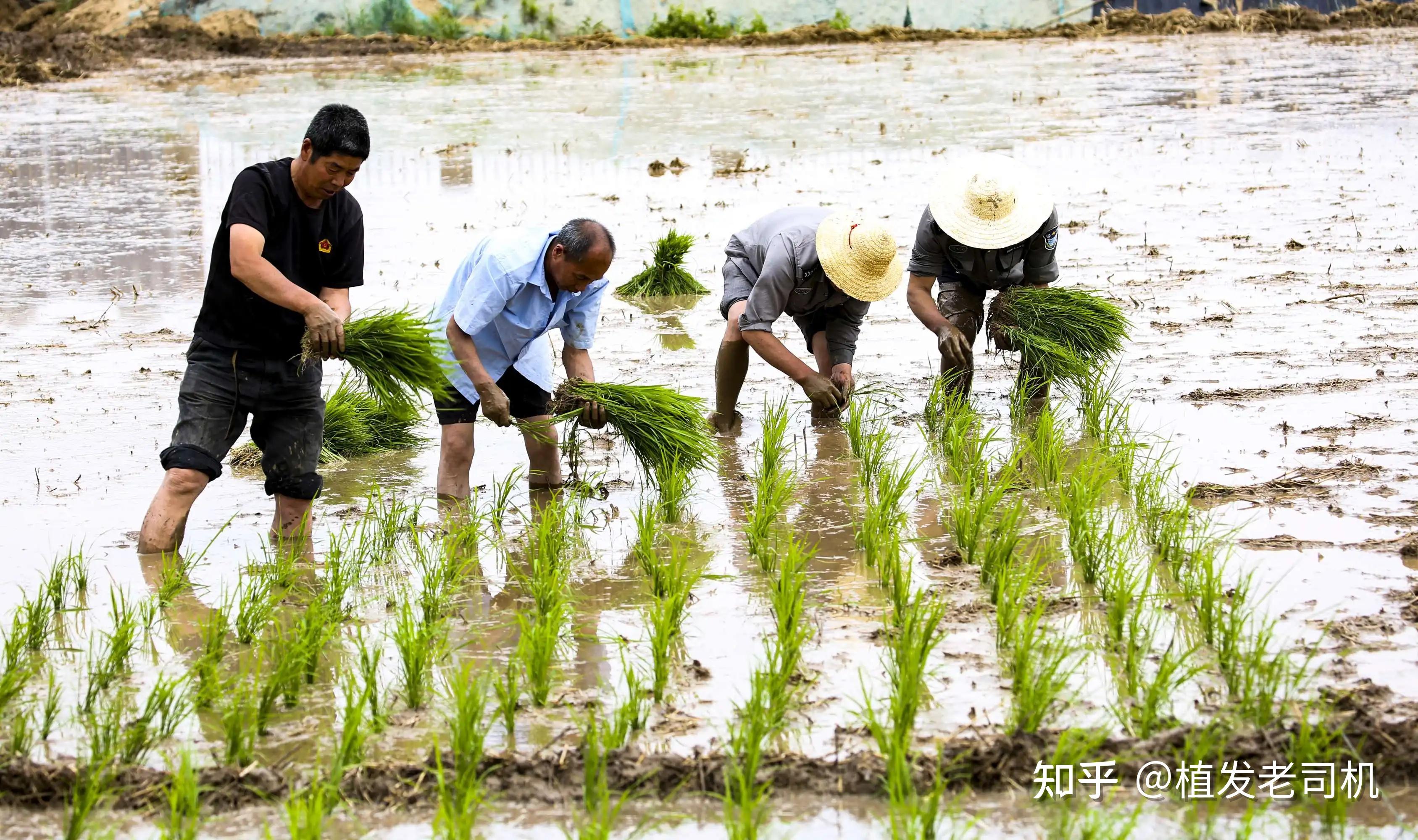 安庆哪有植发(安庆美发哪家最好)