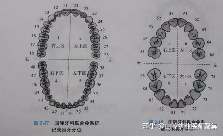 三,牙的萌出及乳恆牙更替出齦:牙破齦而出的現象.