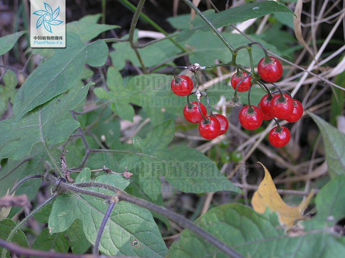 有没有大神认识这种植物呀