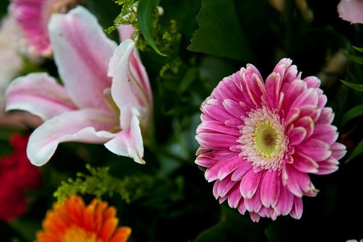 二月花事 草本花卉篇 知乎 二月花事 草本花卉篇 知乎