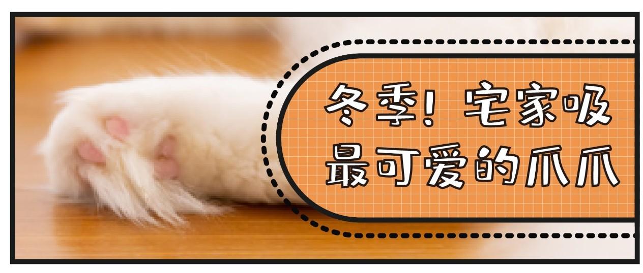 猫咪爪垫干燥开裂 应该选择什么 护爪霜 最合适 知乎