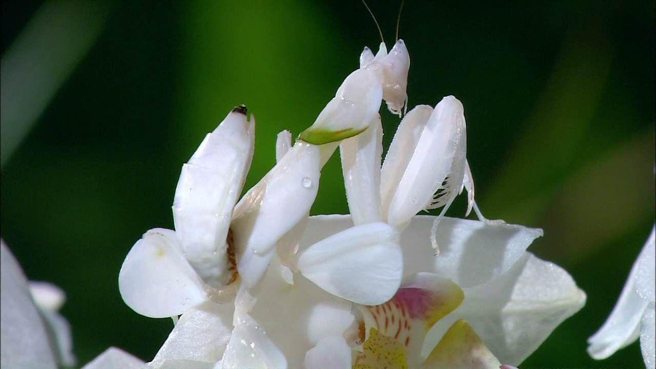 有哪些拟态很厉害的生物