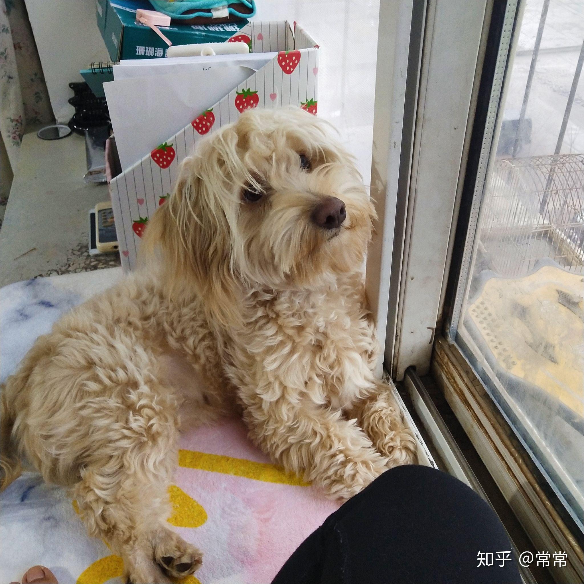 买了一只金毛和泰迪的串很可爱但是不知道长大会成什么样呢大家身边有