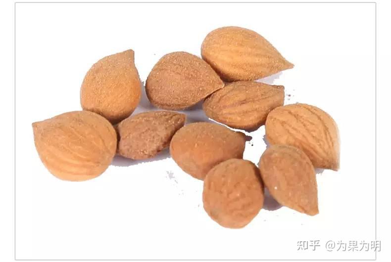 14,生果仁类:苦桃仁,枇杷仁,亚麻仁,杨梅仁,李子仁,樱桃仁,苹果仁等.