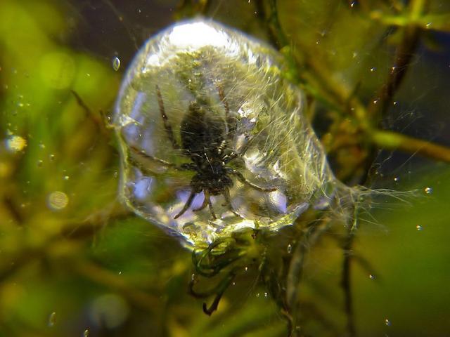 潛水鐘蜘蛛可以在水下織成圓頂狀的網狀結構,用充滿疏水性的腿部和