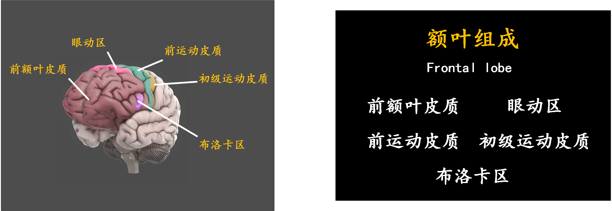 脑科学:现代人的一门重要必修课 - 知乎