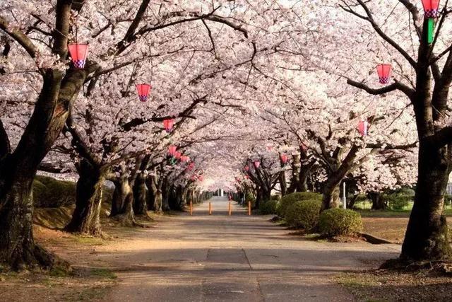 樱花何时开?2019年日本新鲜“樱前线”开花时间表 - 知乎