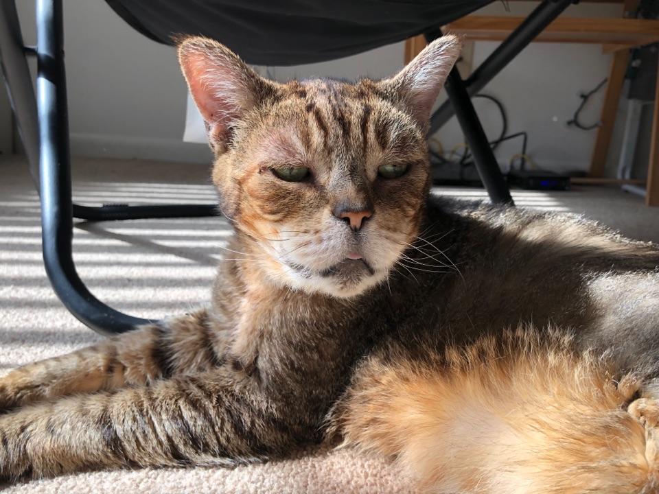 收养的猫咪查出猫艾滋,想安乐,又听说安乐特别