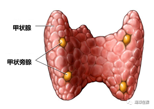 甲状旁腺的位置图片图片