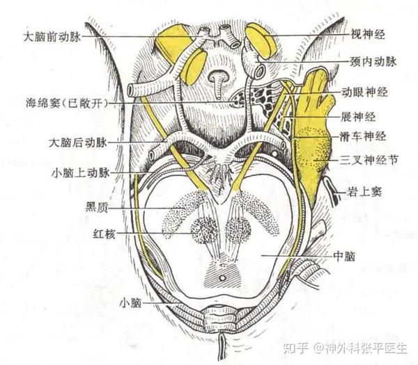 神经解剖——三叉神经 - 知乎