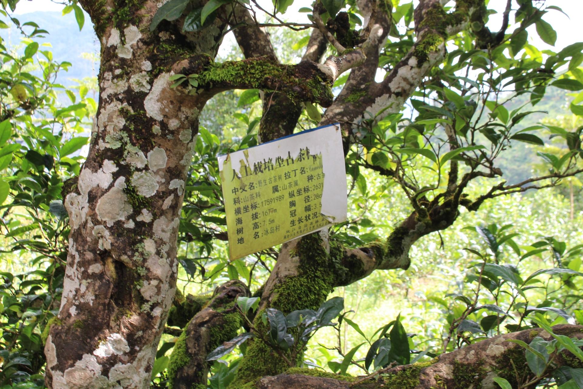 普洱茶入门茶首选冰岛,有没有人知道呀? - 知乎