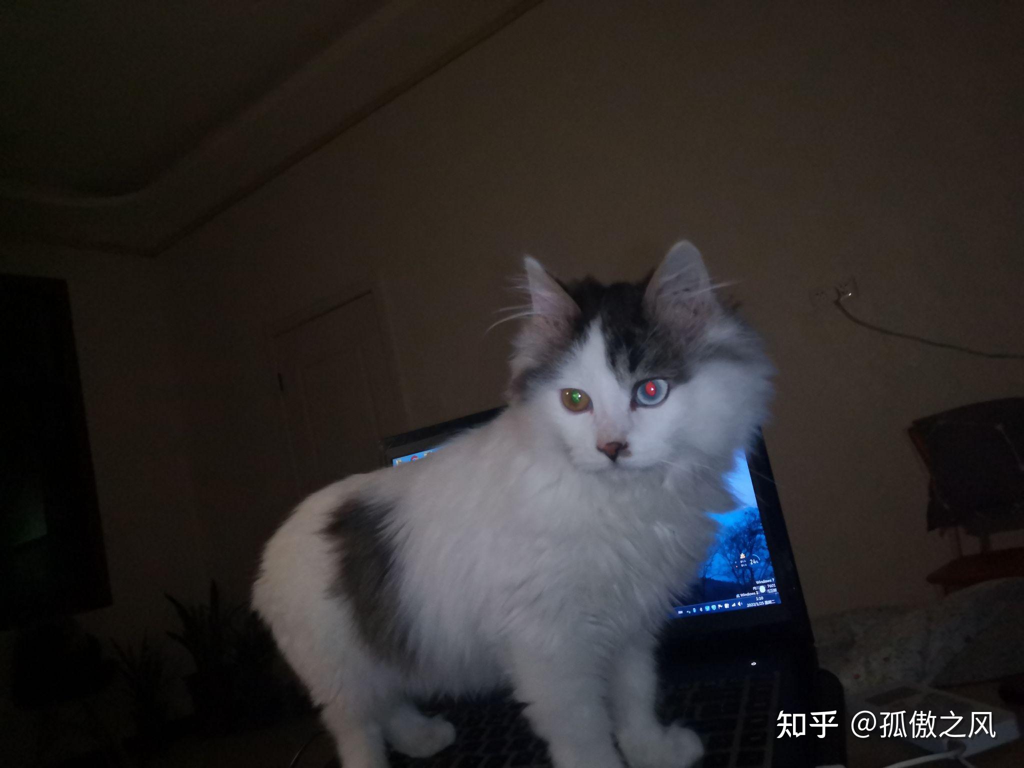 布偶和狮子猫串串是什么样子呀? - 知乎