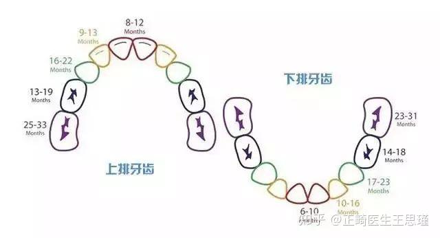 建議完全萌出的,窩溝深的乳磨牙恆磨牙都要做窩溝封閉!