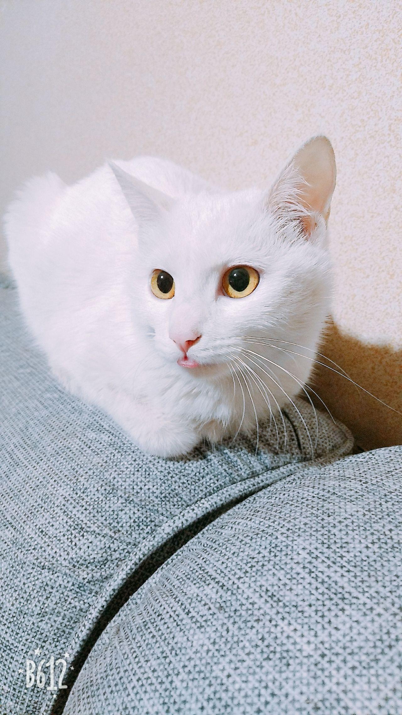 怎么定义三花猫 v2-0fb0bc77f01a587c3fec19d2e44f0a99_r.jpg