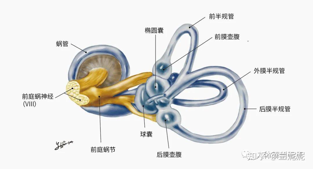 第49期 感觉——耳朵内部 - 知乎
