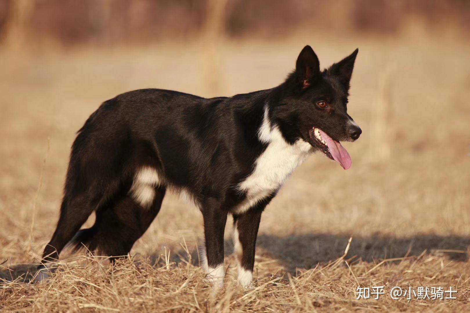 有谁能发发短毛边牧的照片嘛