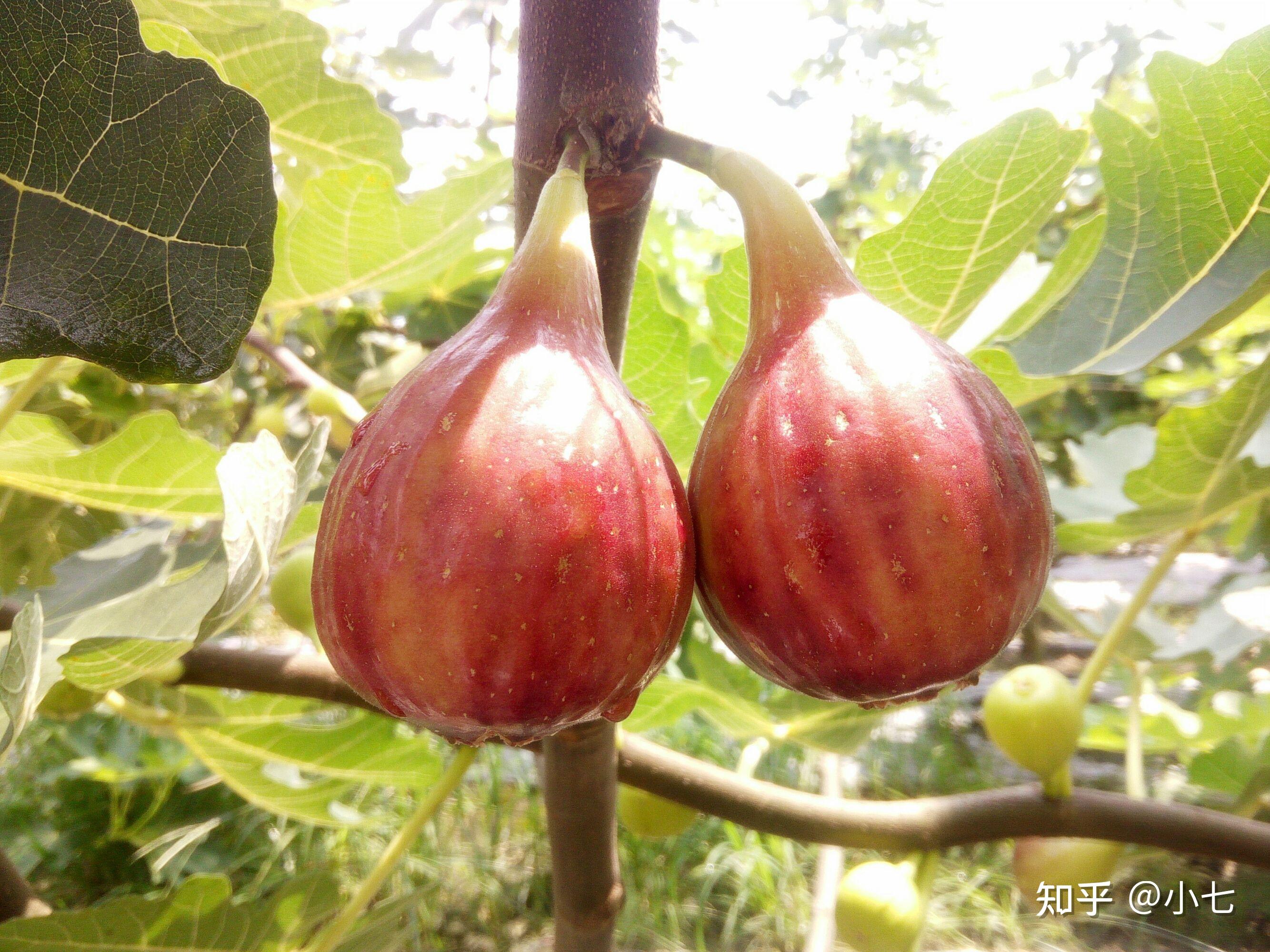 无花果栽培种植技术(无花果栽培种植技术视频教程)