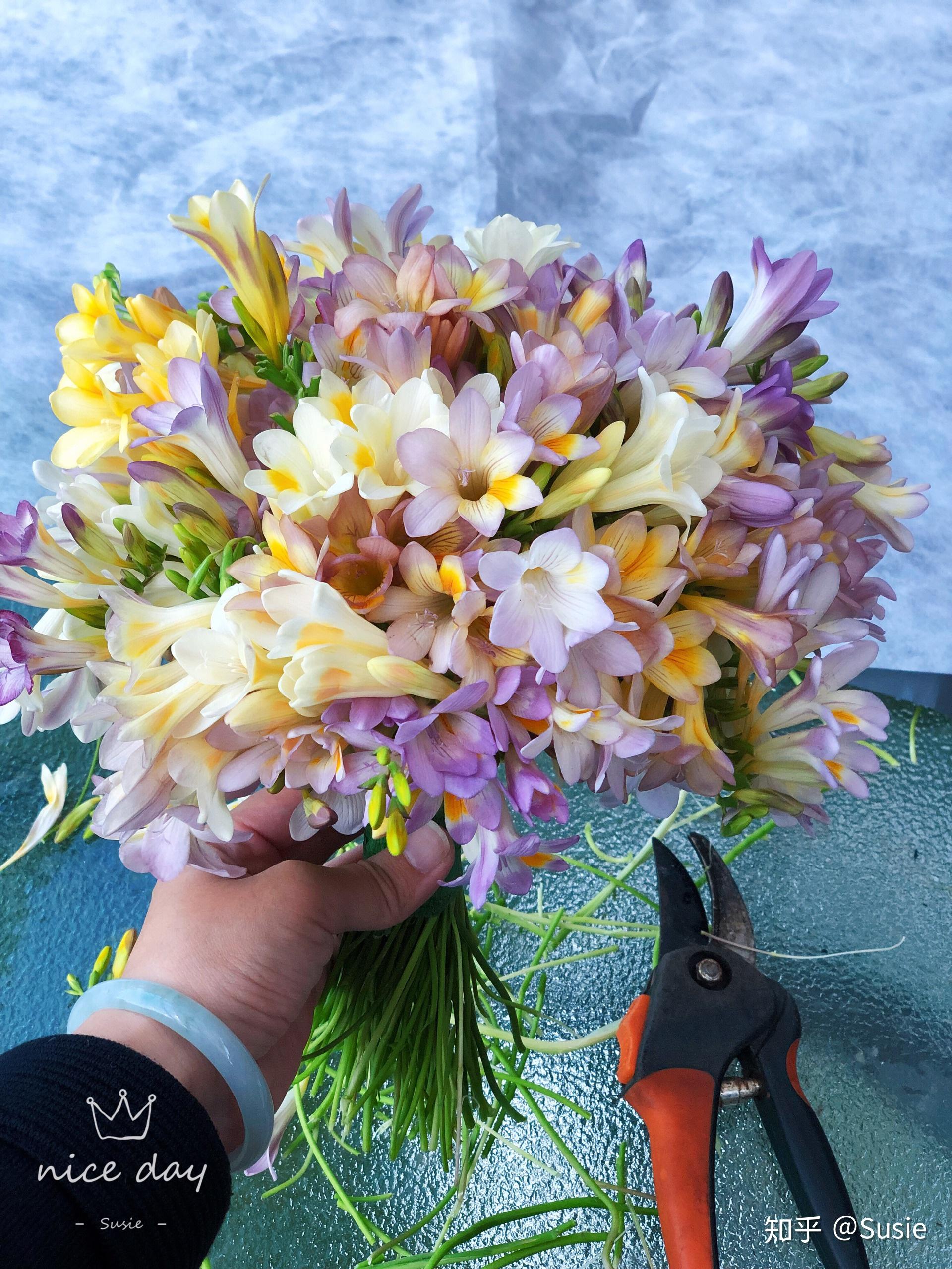 2019年初春的小苍兰