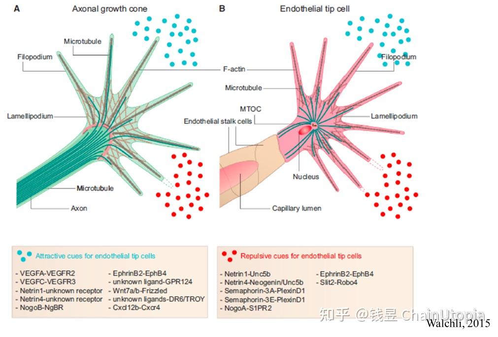 浅谈血管发育——发芽,生长,融合,稳定与修剪 - 知乎