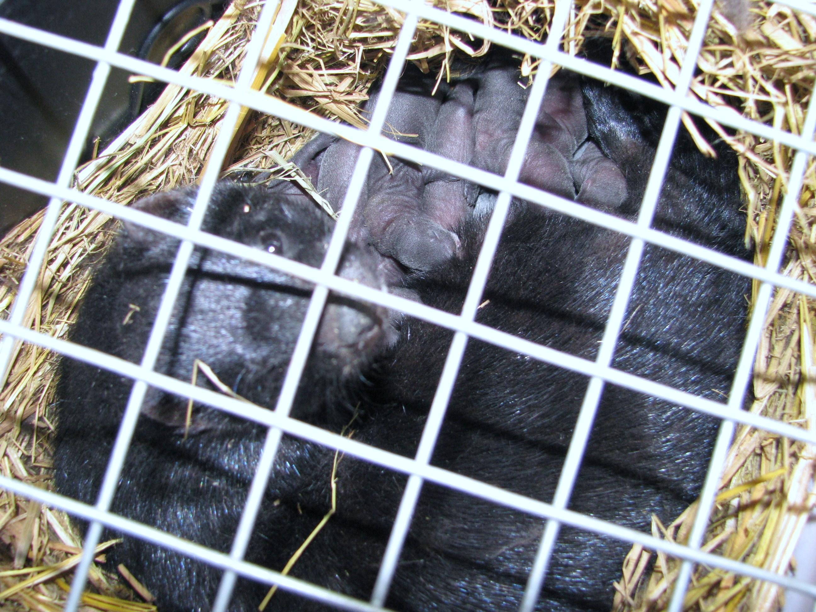 水貂产仔期的繁育技术