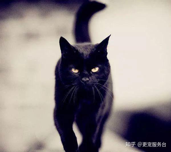 黑知识丨玄猫，辟邪之物；宜置于南，子孙皆宜 - 知乎