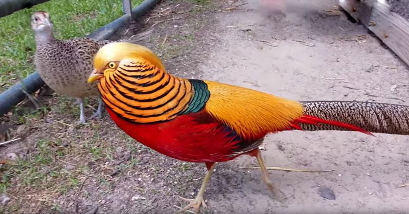 老人误把金鸡当凤凰,喂养多年