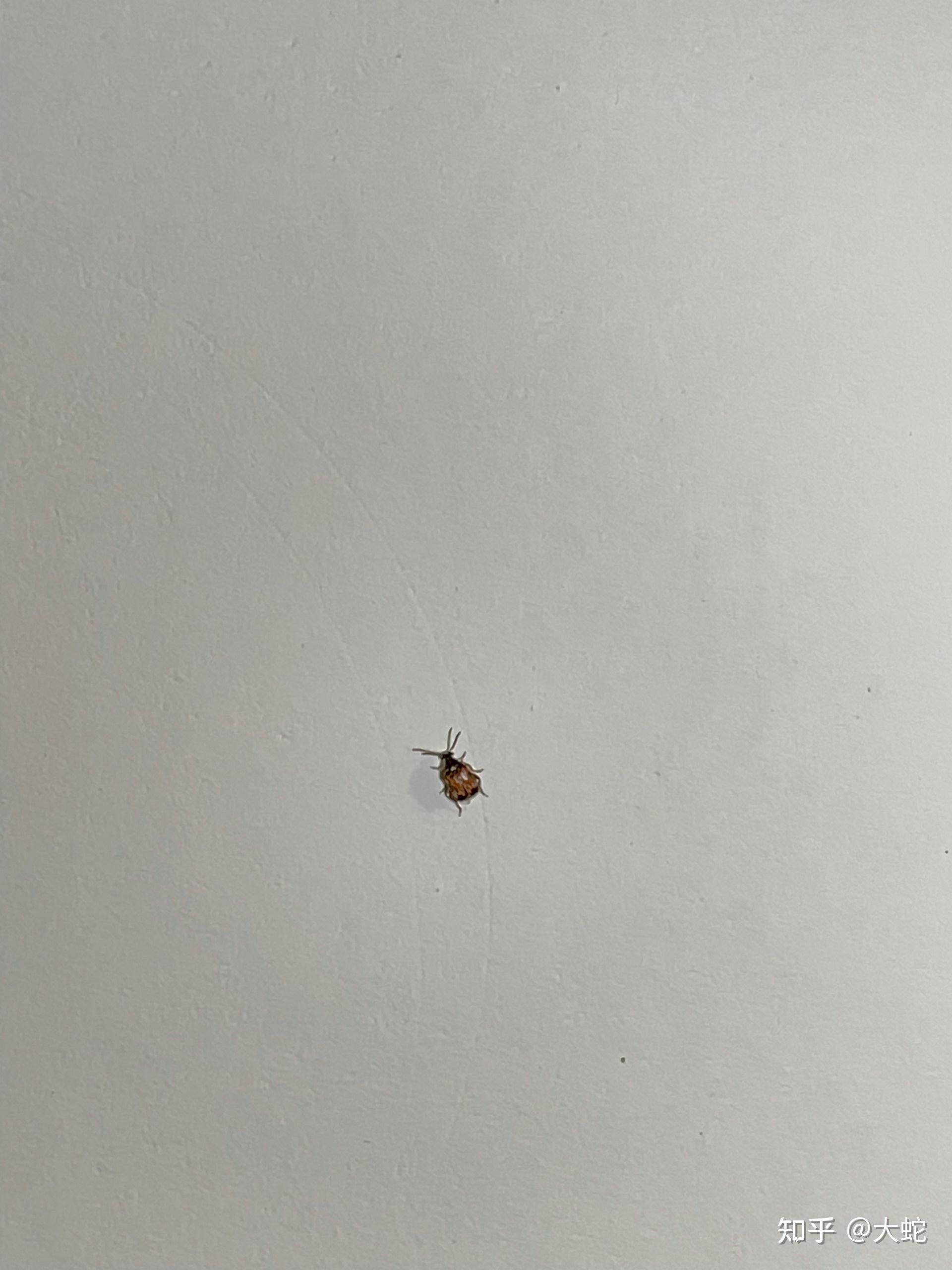 会咬人的小飞虫很小只会像被蚊子叮了一样痒? - 知乎