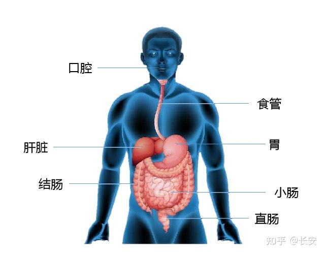 人体大肠的位置图片
