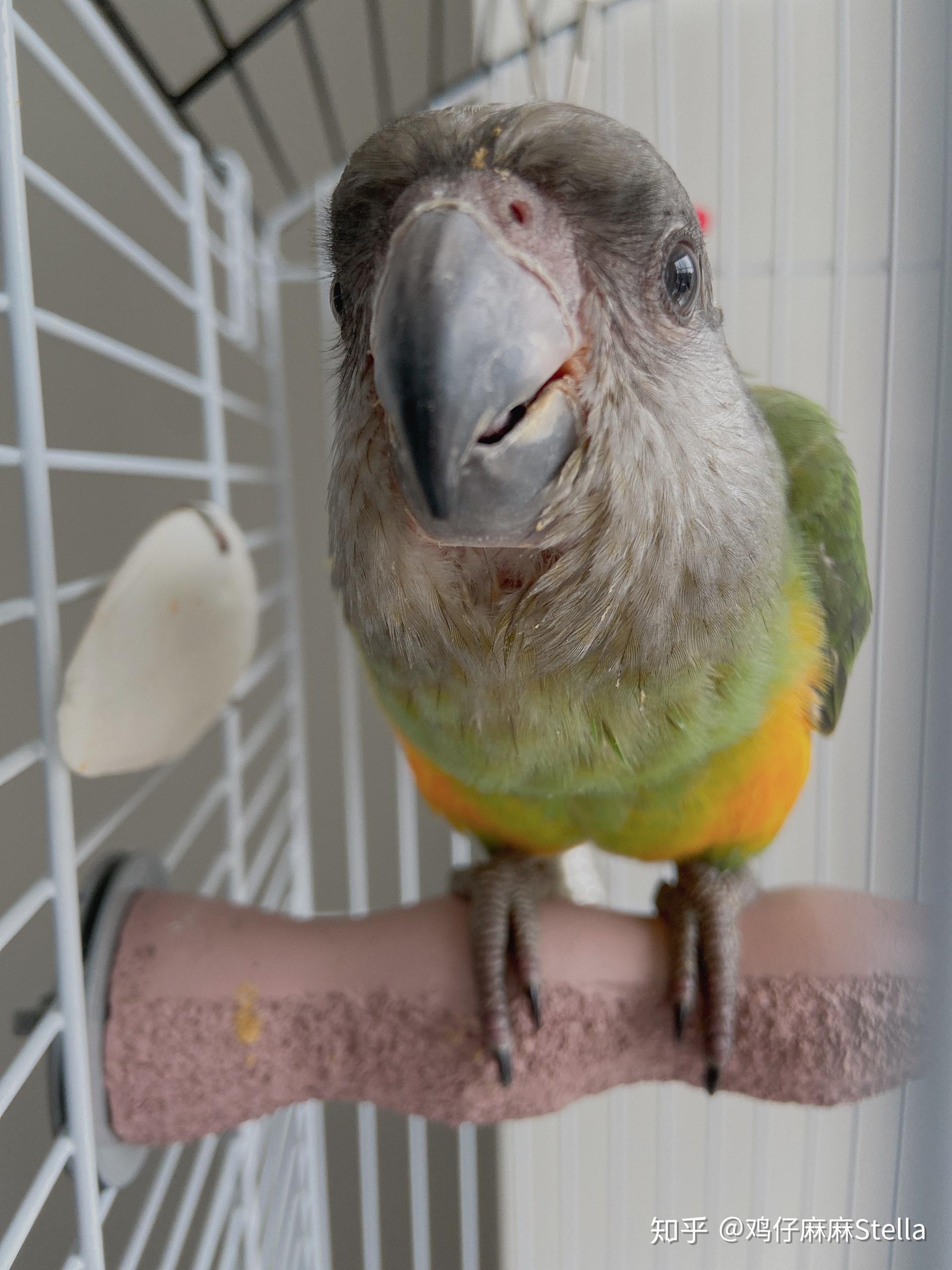 为什么鸟的鼻孔长在角质喙上