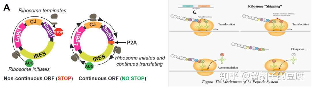 VLP递送Tornado系统表达的circRNA,实现更长久的蛋白表达 - 知乎
