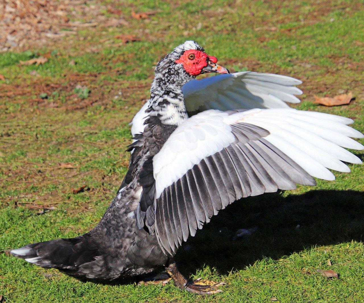 3. 孔雀营养搭配
