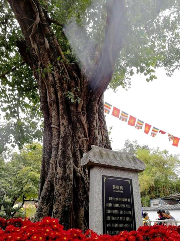 一叶菩提 ·佛门四树(节选第七) - 知乎
