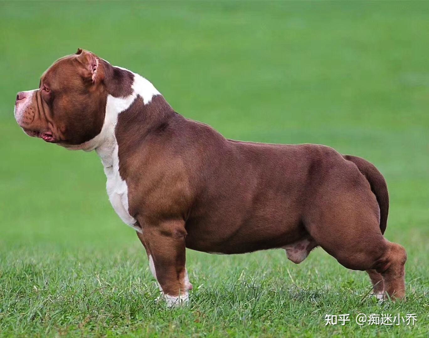 恶霸犬三大血系图片