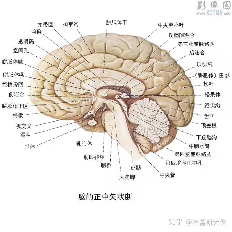 脑正中矢状面的结构特点是什么? - 知乎