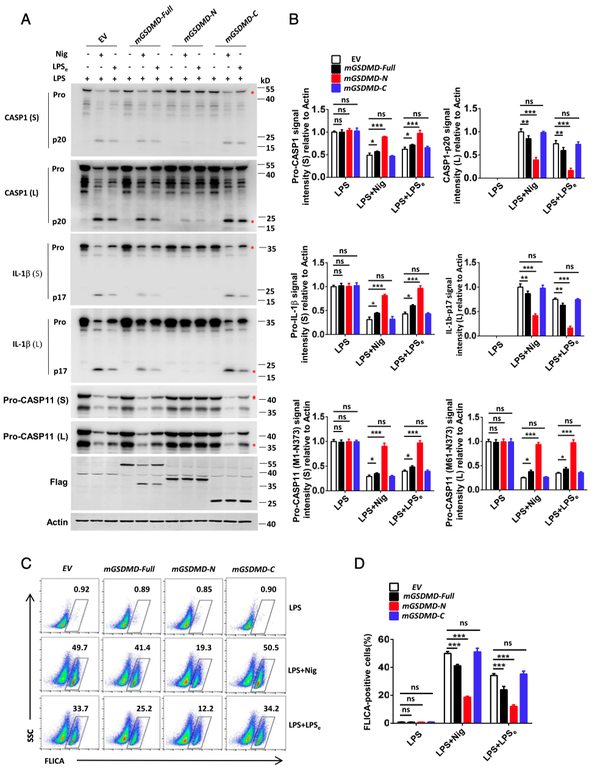 PNAS丨GSDMD对caspase-1/11的负反馈作用 - 知乎