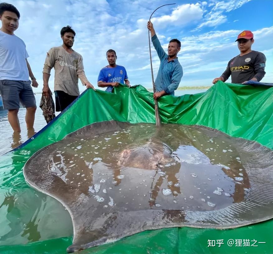 巨型黄貂鱼图片