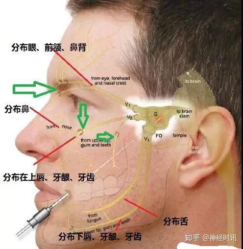 体表神经解剖：三叉神经详解 - 知乎