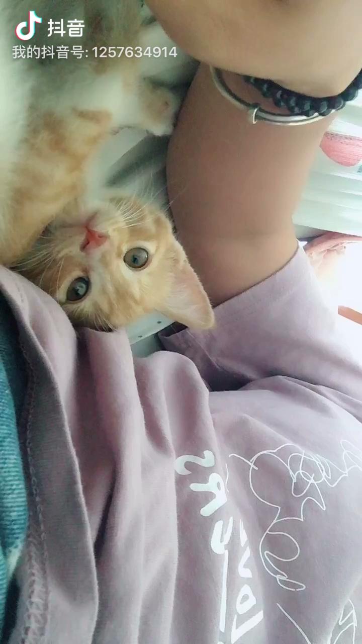 做我的猫吧 - 知乎
