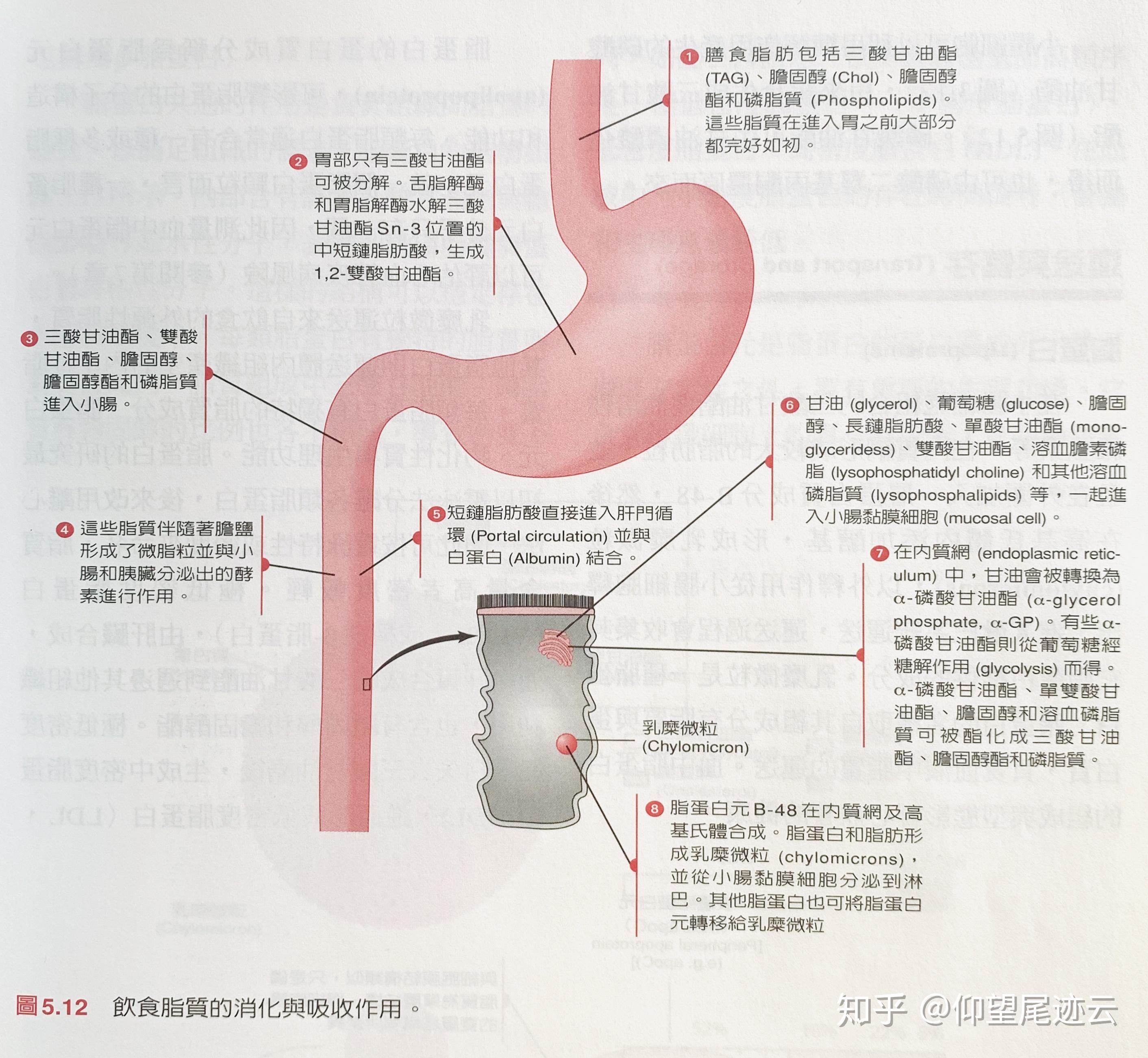 我们怎么消化吸收脂肪