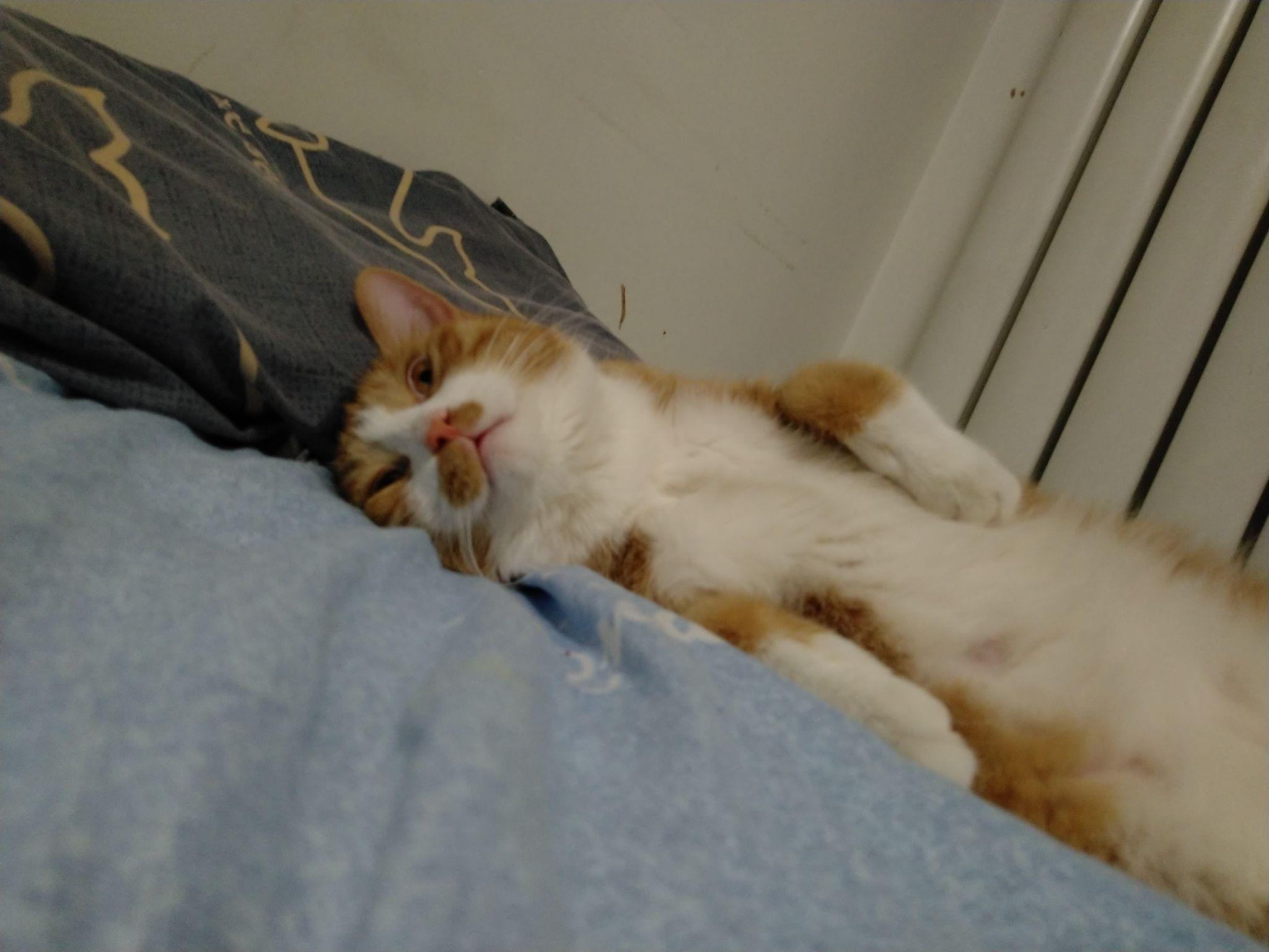 猫睡在人的床上可能会导致哪些健康问题？ - 知乎