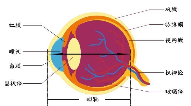 近视与脉络膜厚度和脉络膜毛细血管密度的关系 - 知乎