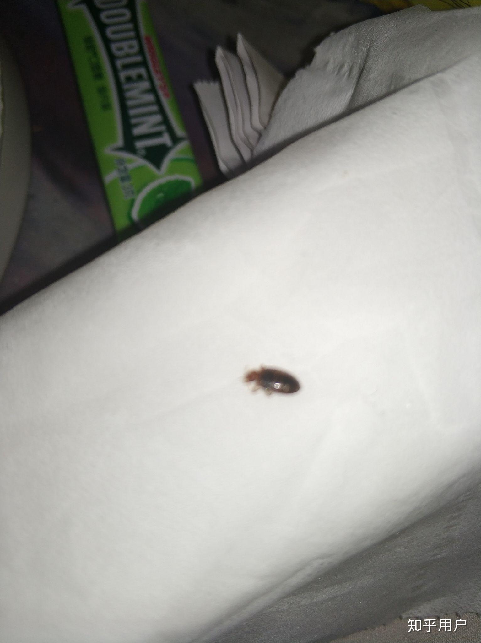 床上有深棕色的小虫子是什么？_百度知道