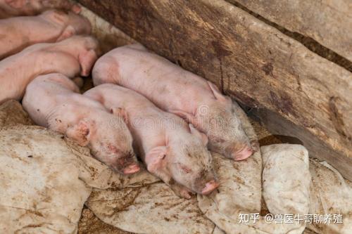 豬球蟲病的預防以及治療措施,球蟲病糞便症狀圖片,用什麼藥好呢 - 知